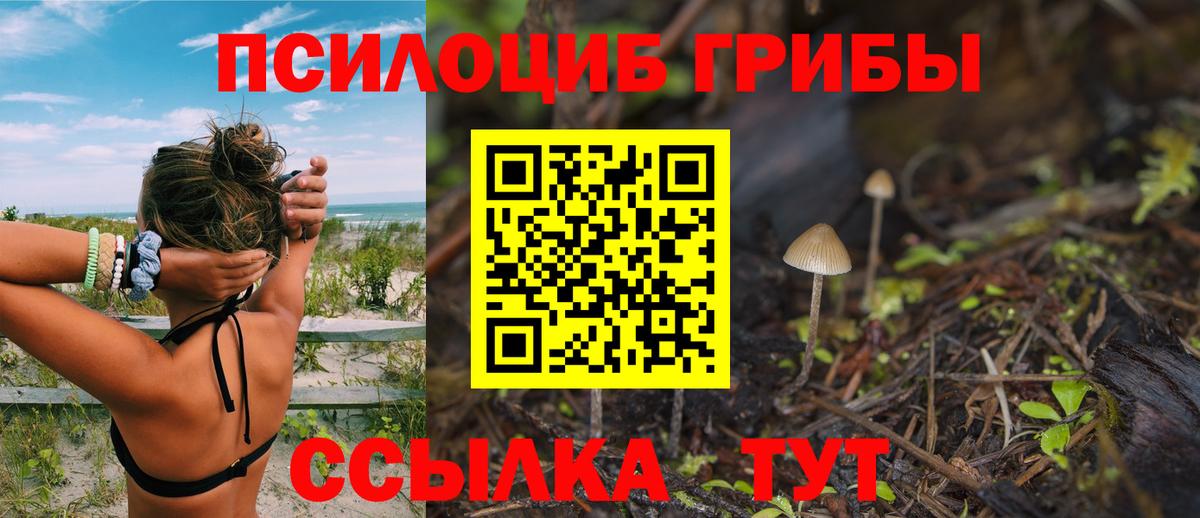 Псилоцибиновые грибы Psilocybe Богородск